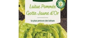 Laitue pommée GOTTE JAUNE D'OR - VILMORIN