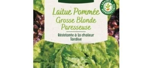 Laitue pommée GROSSE BLONDE PARESSEUSE - VILMORIN
