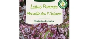 Laitue pommée MERVEILLE DES QUATRE SAISONS - VILMORIN