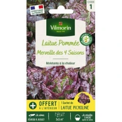 Laitue pommée MERVEILLE DES QUATRE SAISONS - VILMORIN