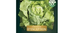 Laitue pommée SAGESS - VILMORIN