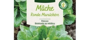 Mâche RONDE MARAÎCHÈRE - VILMORIN