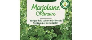 Marjolaine Ordinaire - VILMORIN