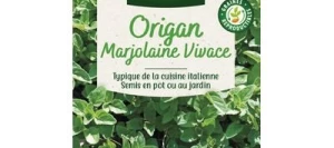 Origan Marjolaine Vivace - VILMORIN