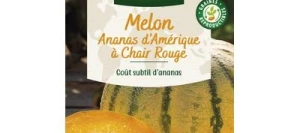 Melon ANANAS - VILMORIN