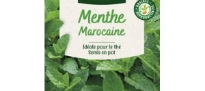 Menthe MAROCAINE - VILMORIN