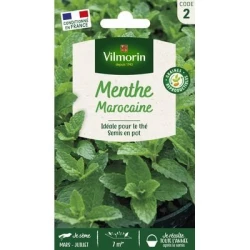 Menthe MAROCAINE - VILMORIN
