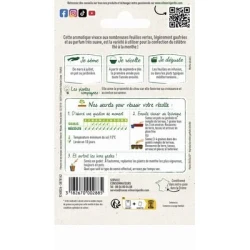 Menthe MAROCAINE - VILMORIN