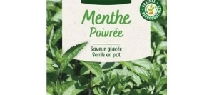 Menthe Poivrée - VILMORIN