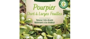 Pourpier Doré à larges feuilles - VILMORIN