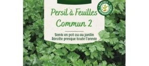 Persil COMMUN 2 - VILMORIN