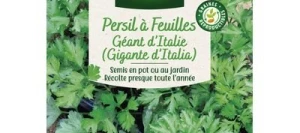 Persil GÉANT D'ITALIE - VILMORIN