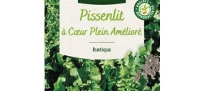 Pissenlit à Cœur Plein Amélioré - VILMORIN
