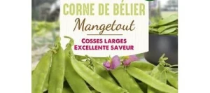 Pois mangetout CORNE DE BELIER - VILMORIN