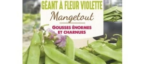 Pois mangetout GÉANT Á FLEUR VIOLETTE - VILMORIN