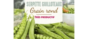 Petit pois SERPETTE GUILLOTEAUX - VILMORIN