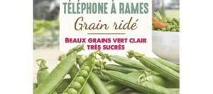 Petit pois TÉLÉPHONE Á RAMES - VILMORIN