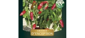 Poivron BALCONI HF1 - VILMORIN