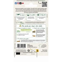 Poivron BALCONI HF1 - VILMORIN