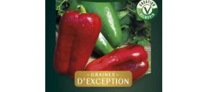 Poivron PREDI HF1 - VILMORIN