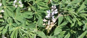 Lupin CELINA blanc non traité