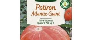 Potiron ATLANTIC GIANT - VILMORIN