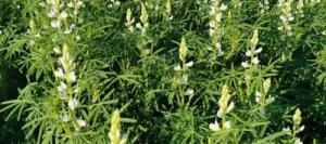 Lupin TANGO bleu non traité