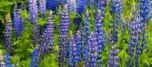 Lupin BOREGINE bleu AB non traité