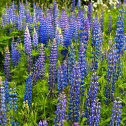 Lupin BOREGINE bleu AB non traité
