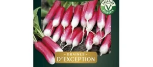 Radis demi-long FLUO HF1 - VILMORIN