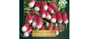 Radis KOCTO HF1 - VILMORIN