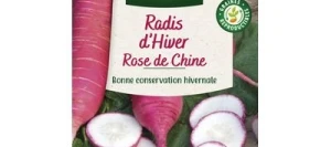 Radis Rose d'hiver de Chine - VILMORIN