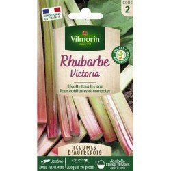 Rhubarbe VICTORIA - VILMORIN
