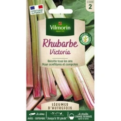 Rhubarbe VICTORIA - VILMORIN