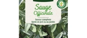 Sauge Officinale - VILMORIN