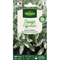 Sauge Officinale - VILMORIN