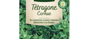 Tétragone Cornue - VILMORIN