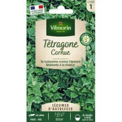 Tétragone Cornue - VILMORIN