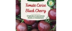 Tomate BLACK CHERRY - VILMORIN