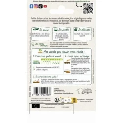 Tomate BLACK CHERRY - VILMORIN