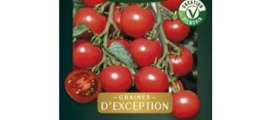 Tomate Cocktail Ronde HARMONY HF1 - VILMORIN