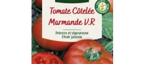 Tomate MARMANDE V.R - VILMORIN