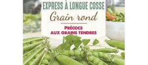 Petit pois EXPRESS Á LONGUE COSSE - VILMORIN