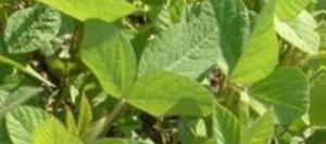 Soja NIRVANA I AB non traité