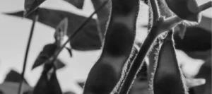 Soja AKUMARA 000 non traité