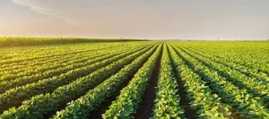 Soja AMEVA 00 non traité