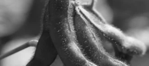 Soja ANNABELLA 00 non traité