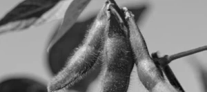 Soja ATACAMA 00 non traité