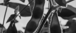 Soja MAGNOLIA PZO 000 non traité