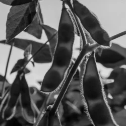 Soja MAGNOLIA PZO 000 non traité